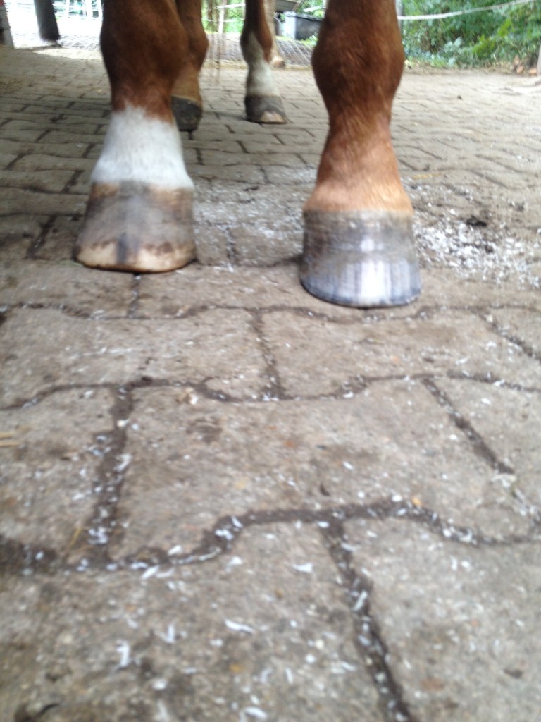 Bearbeitung bei Hufrolle.
Vorne rechts: unbearbeitet, vorne links: bearbeitet.